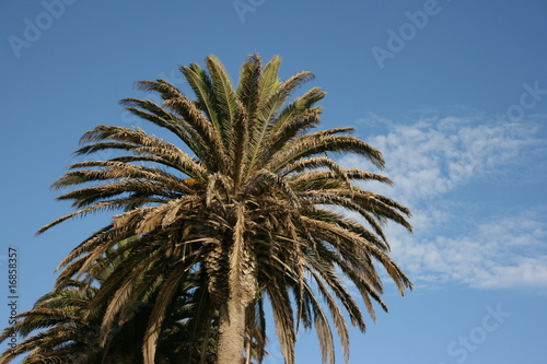 Palm   Blue Sky