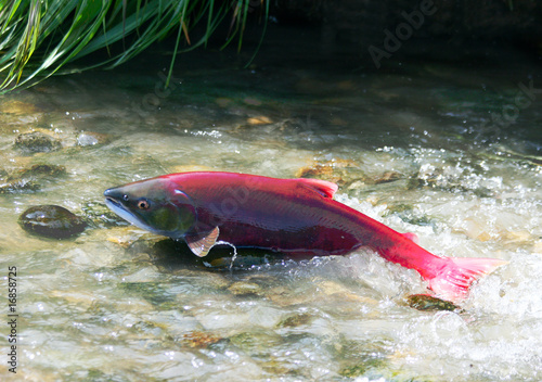 red salmon spawn