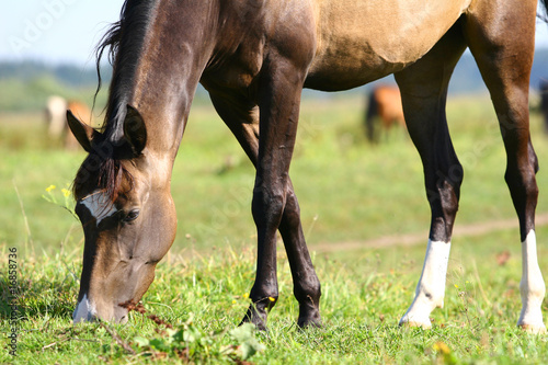 horse grazing on field