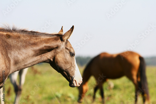 gray purebred foal