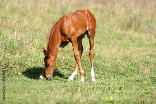 chestnut filly on field