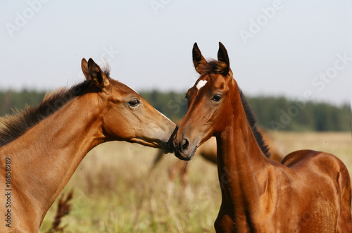 two purebred foals playing ...