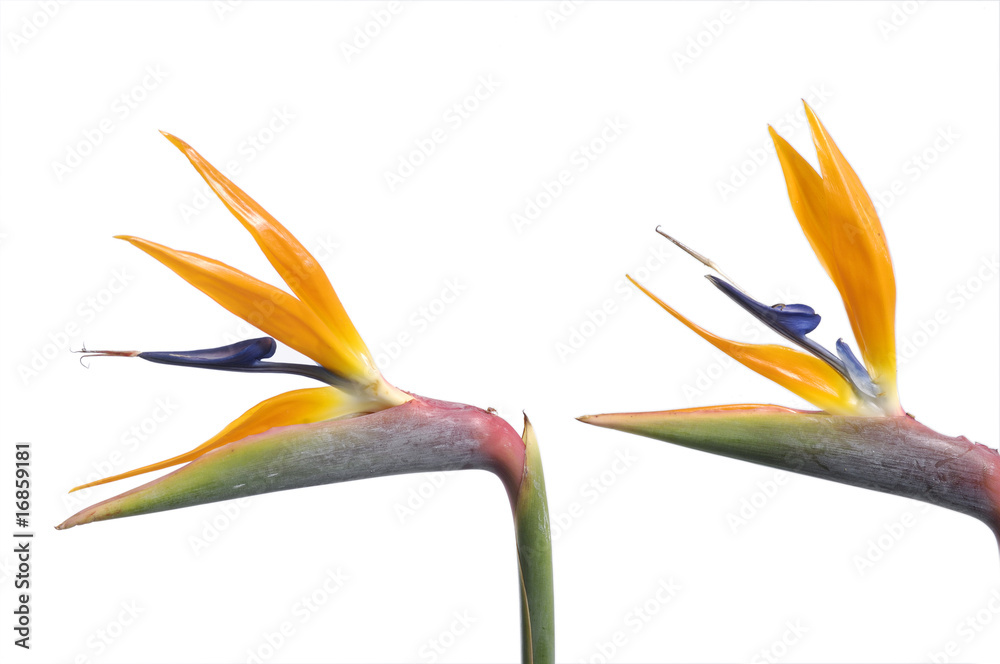 Close up two bird of paradise flower Close up two bird of paradise flower