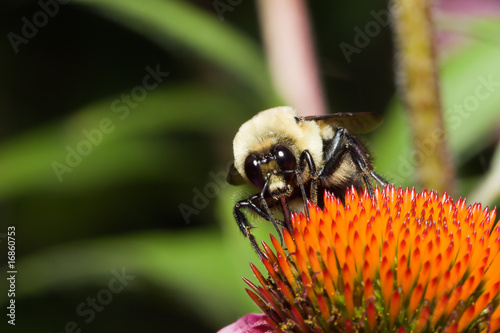 Golden Northern Bumblebee