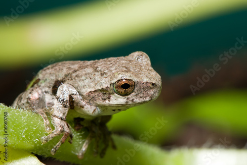 Cope's Gray Tree frog
