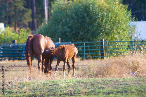 Nursing Horse