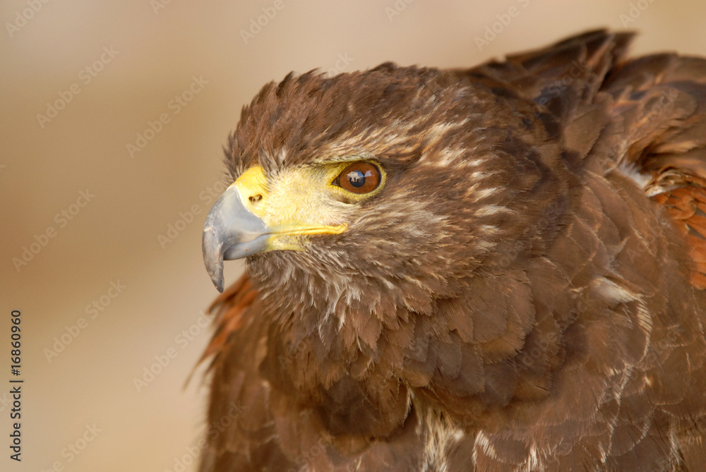 Obraz premium Aguila