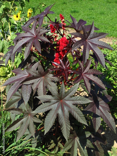 La plante nommée ricin et ses fleurs.