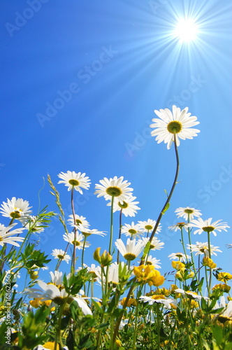 daisy flower in summer