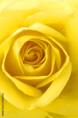 Center of yellow rose
