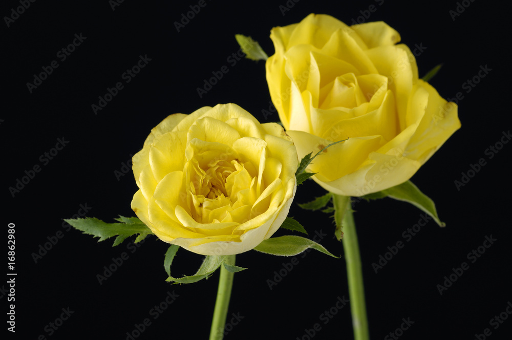 beautiful rose beautiful rose