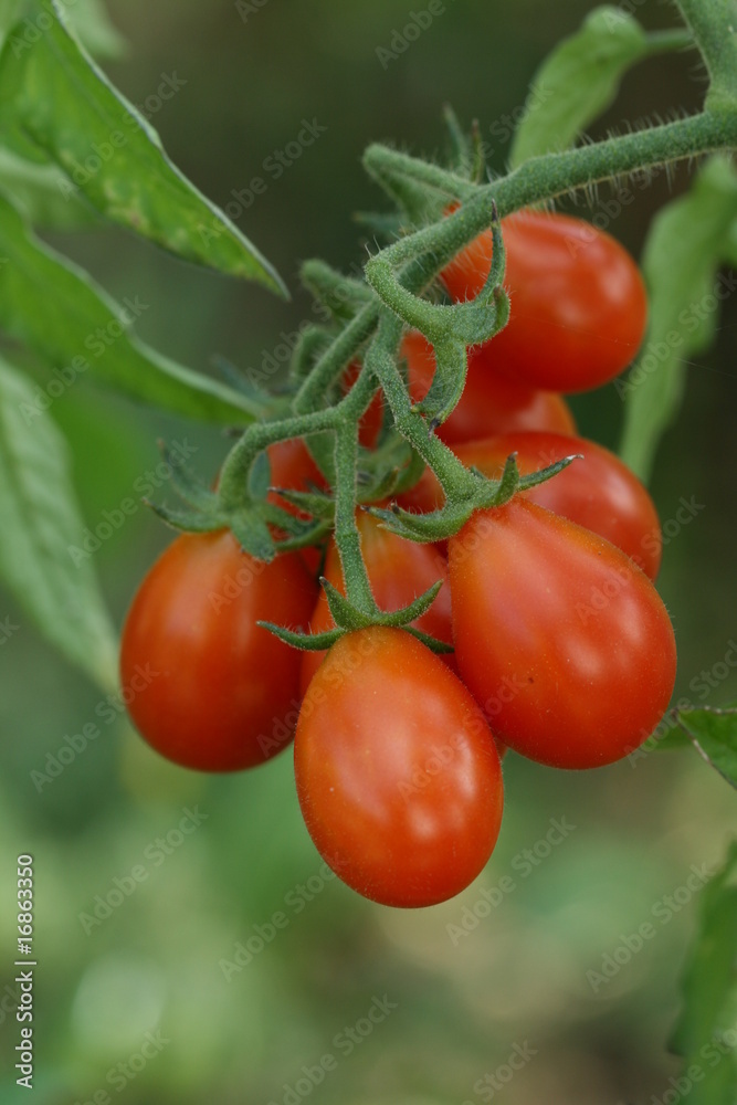 tomates apéritives