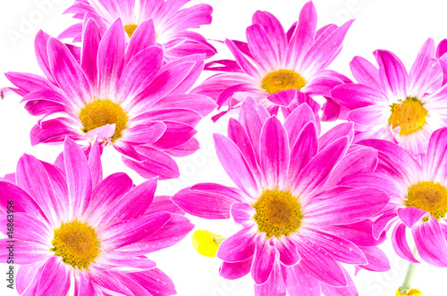 chrysanthemums © mashe