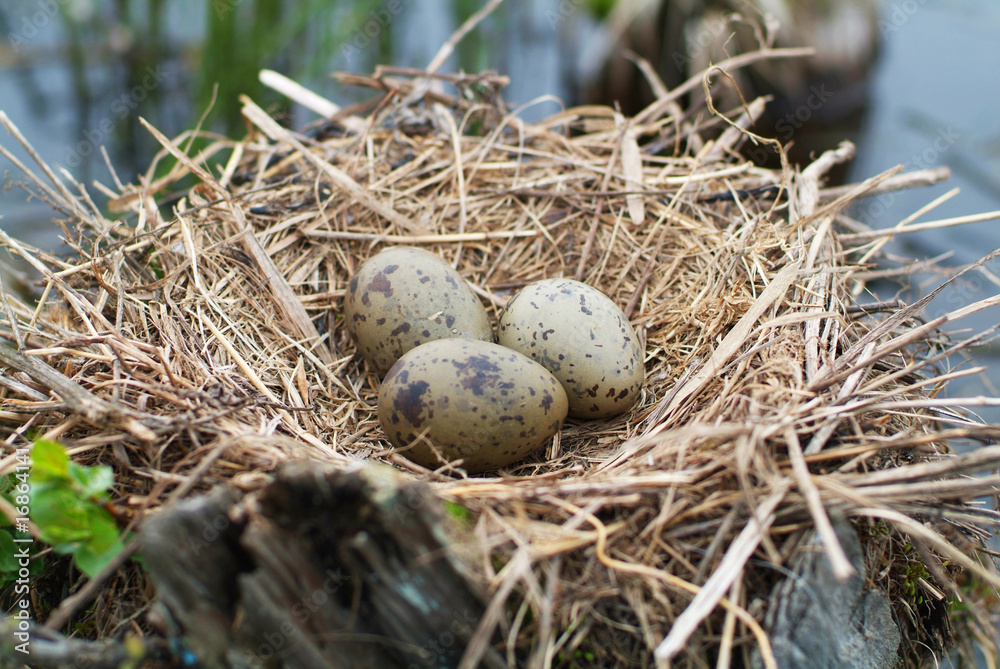 Nest with Cardinal Egg