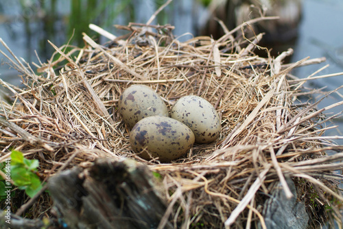 Obraz na płótnie Nest with Cardinal Egg w salonie