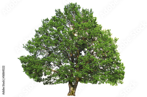 Green oak tree