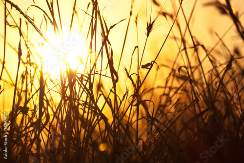 dry grass and sun