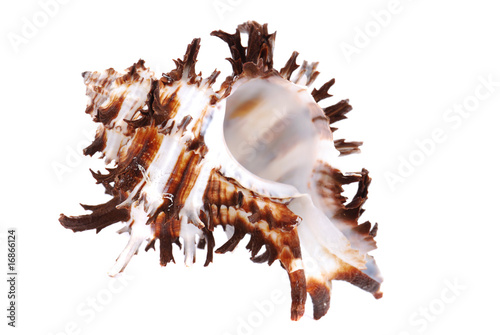 Sea cockleshells