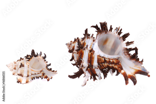 Sea cockleshells
