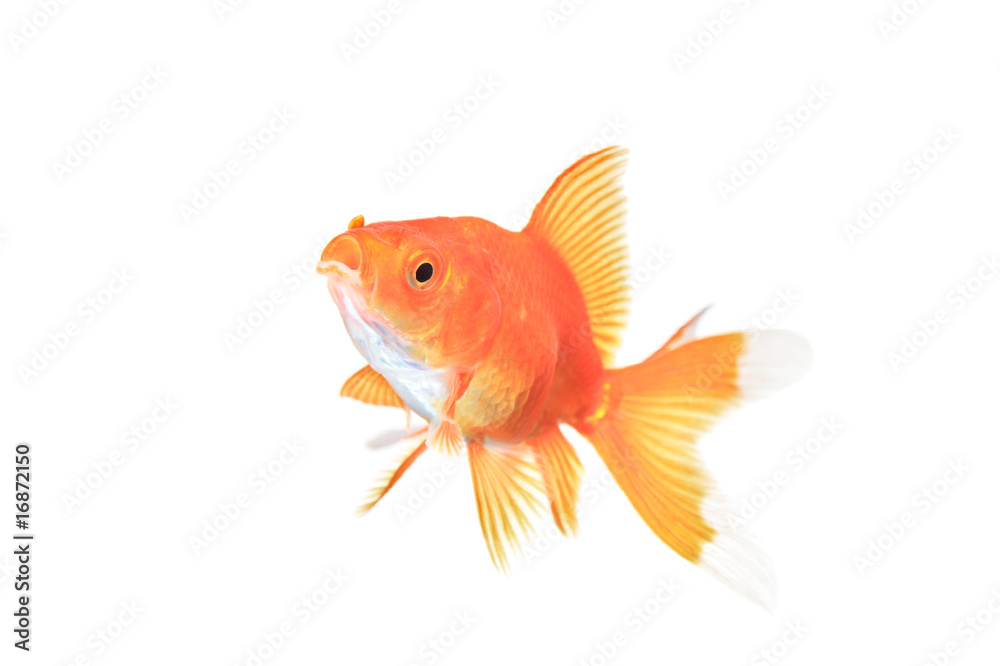 Gold fish against white background