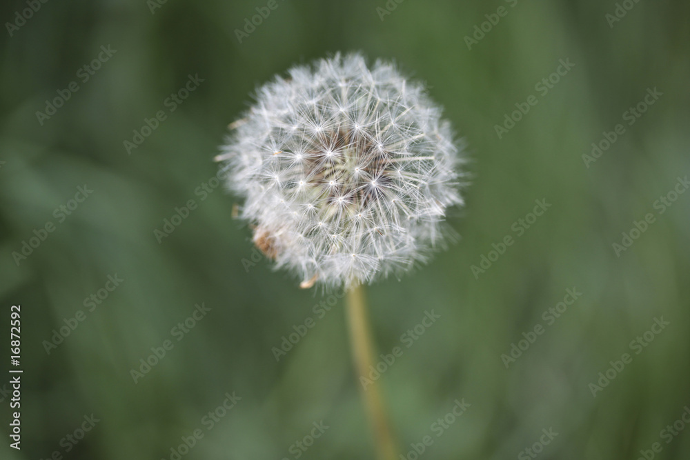 Blowball alone in the summer - Pusteblume auf der Wiese