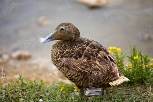 Canvas Print female eider