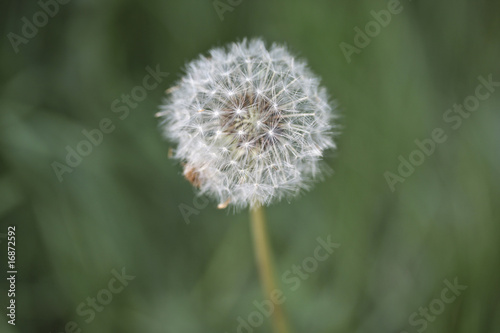 Blowball alone in the summer - Pusteblume auf der Wiese