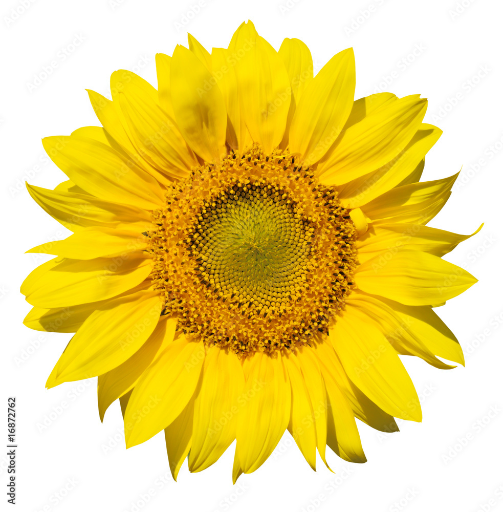 Fototapeta premium rafinowana główna część izolowanego słonecznika