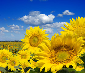 Wandcirkels Zonnebloem Gele zonnebloemen tegen blauwe lucht  © Igor Chaikovskiy