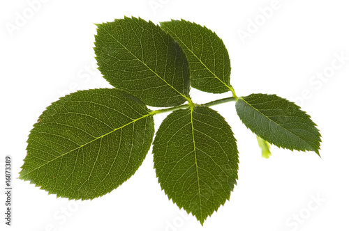 rose leaf