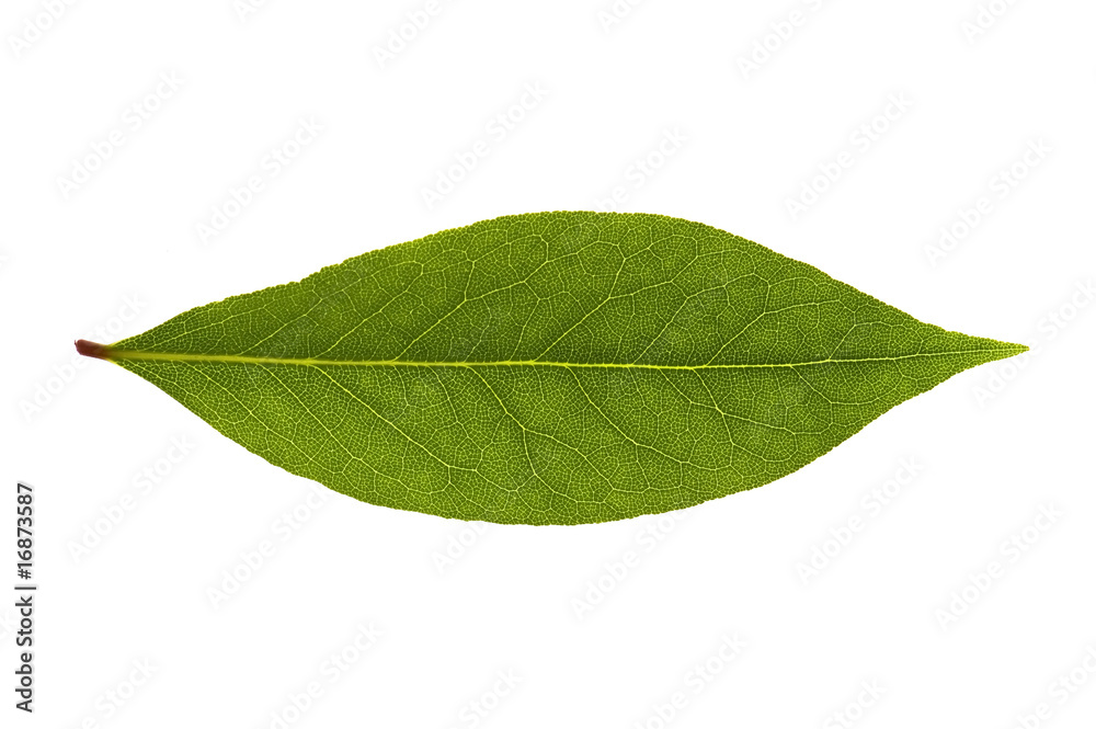 Obraz premium bay leaves. fresh herbs