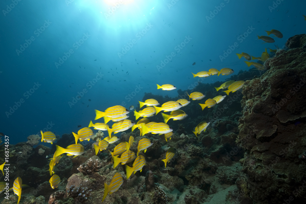 Naklejka premium ocean and blue-striped snappers