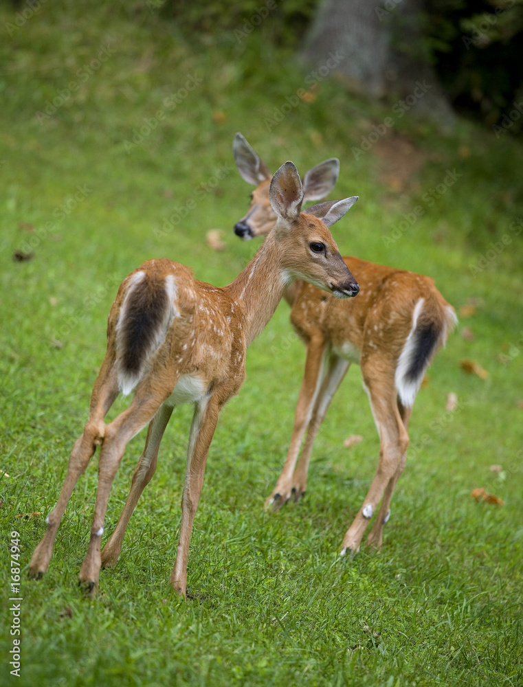 pair of fawns