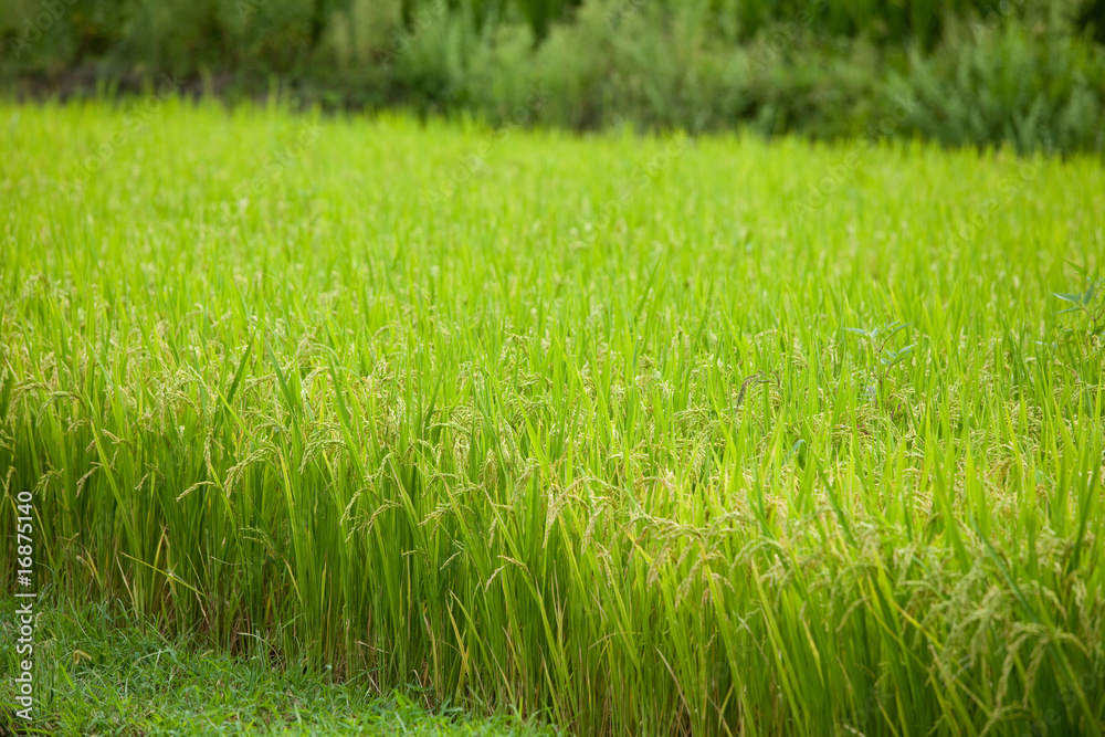 Obraz premium rice