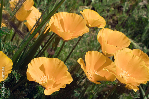 California State Flower photo