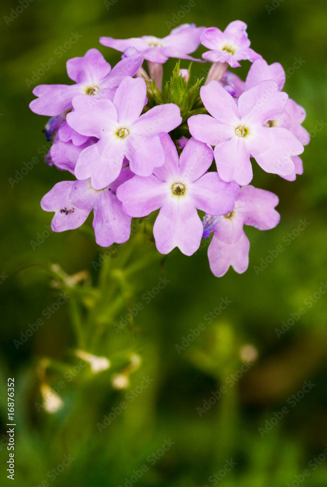 purple flower bouquet purple flower bouquet