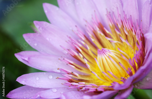 Pollen and petal of Purple pink Lotus