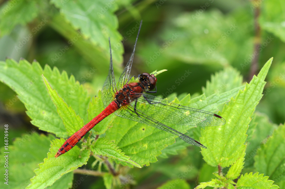 Fototapeta premium Blutrote-Heidelibelle auf Brennnesseln