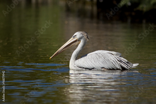 Pellicano