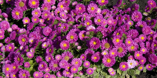 a blossoming field with pink asters