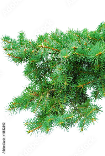 branches of fir-tree