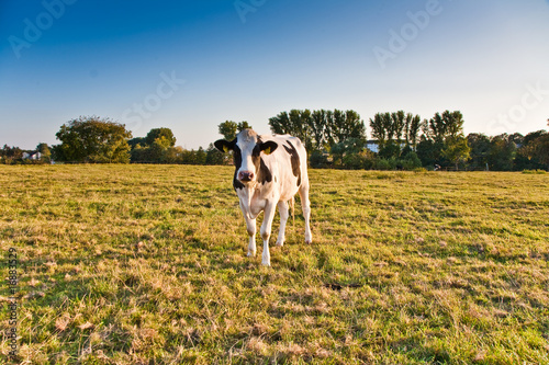 Holsteiner Kühe auf der Weide beim Sonnenuntergang © travelview