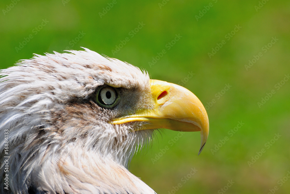 Aguila calva Aguila calva
