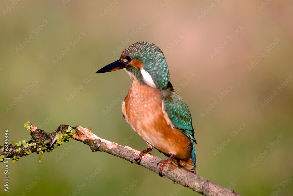 Fototapeta premium martín pescador