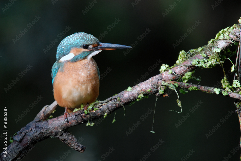 Fototapeta premium Pájaro Martín Pescador
