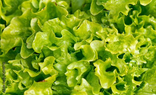 greenleaf lettuce photo