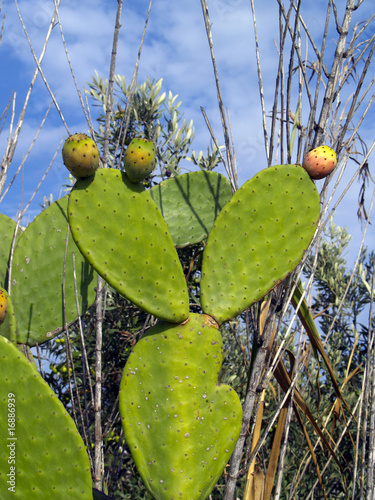 Fichi d'india