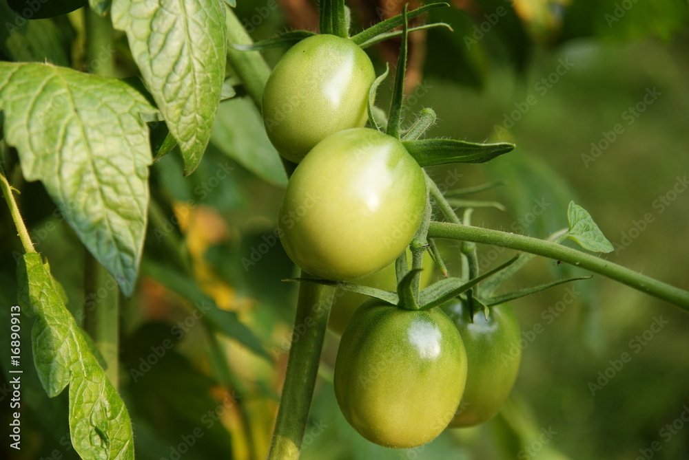 Fototapeta premium Unripe tomatos