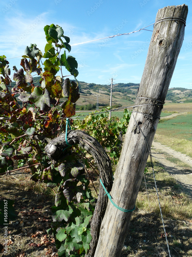 Fototapeta premium Vite