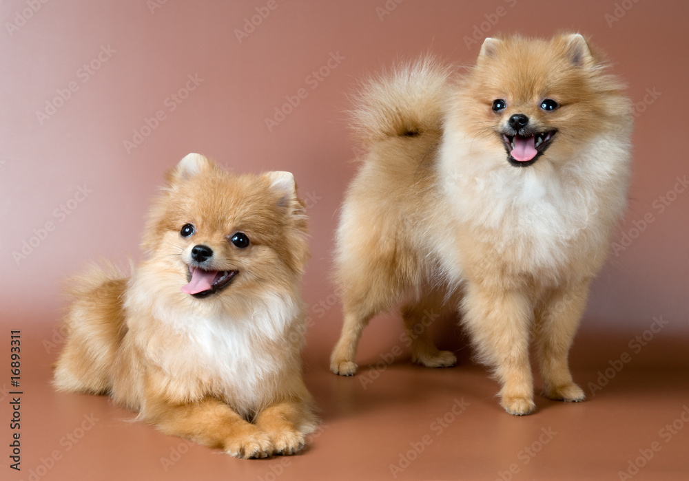 Two spitz-dogs in studio on a neutral background